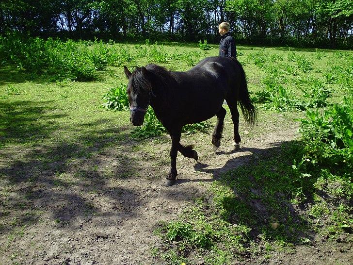 Dartmoor Lullu af Nydam! :ii<33 - Nu kommer jeg :) billede 3