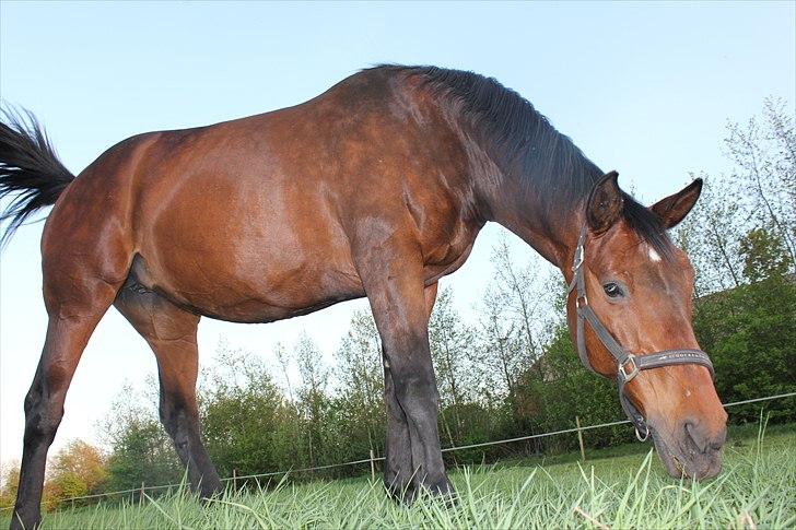 Dansk Varmblod Isador-B billede 1