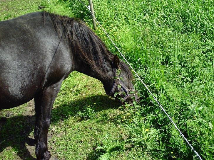 Dartmoor Lullu af Nydam! :ii<33 - Jeg vil have det gras!! :) billede 5