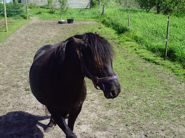 Dartmoor Lullu af Nydam! :ii<33 - Lullu kunne ikke lide de sure æbler ;-) billede 6