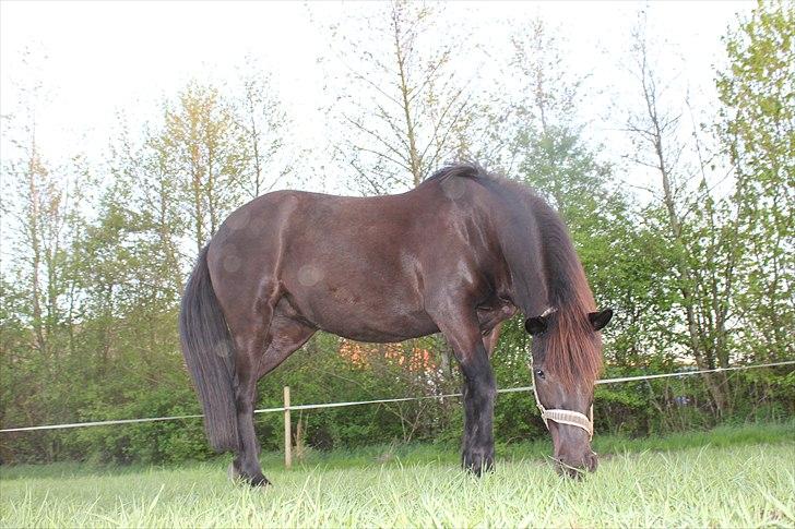 Islænder Blanda billede 1