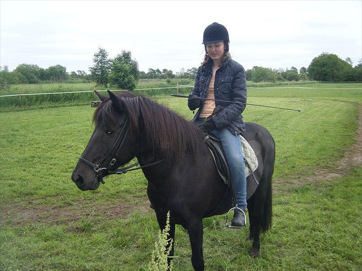 Islænder Blanda billede 2