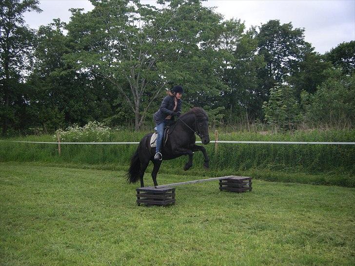 Islænder Blanda - Mig og Blanda springer:D godt nok ikke så højt, men det var en af de første gange jeg sprang:) billede 3