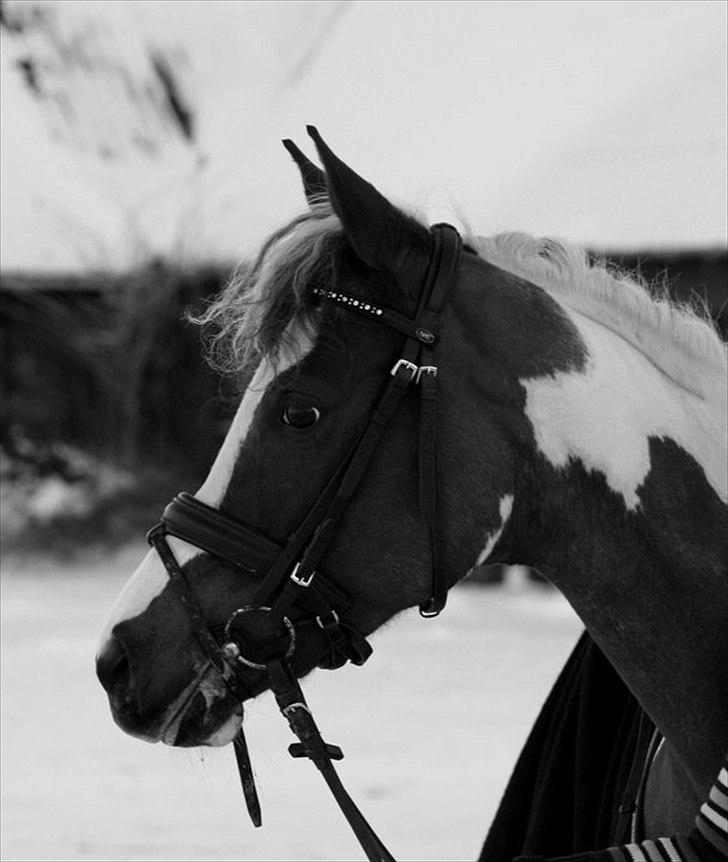 Pinto Araber Bandit Queen - Tak for kigget ;-) smid en kommentar + bedømmelse.. :-) - tak...      LK-FOTO billede 15