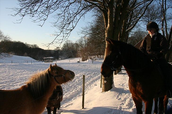 Anden særlig race Tinka - R.I.P. Himmelhest - Mine 2 fantastiske heste <3 billede 20