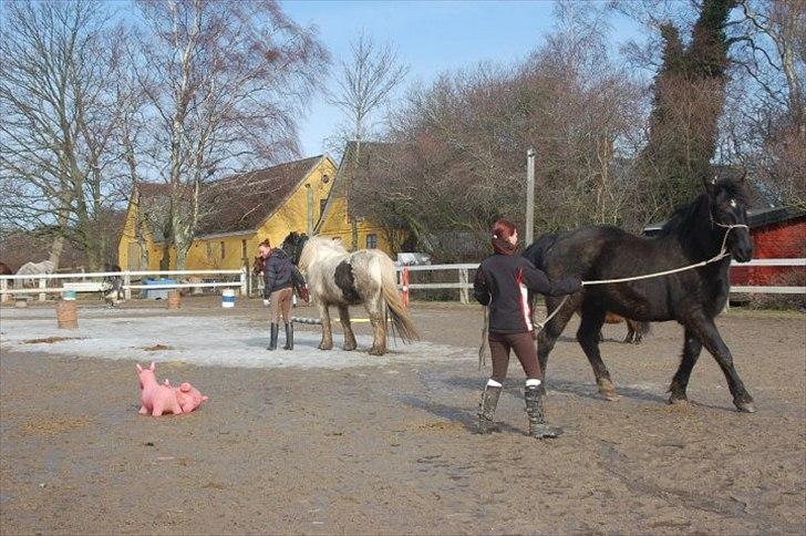 Anden særlig race Moonlight Shadow billede 7