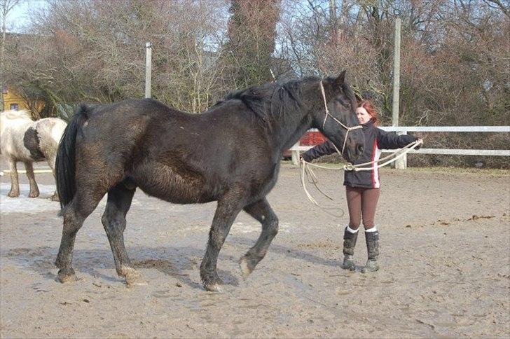 Anden særlig race Moonlight Shadow billede 8