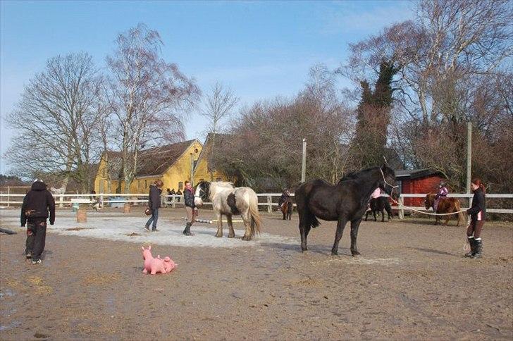 Anden særlig race Moonlight Shadow billede 9