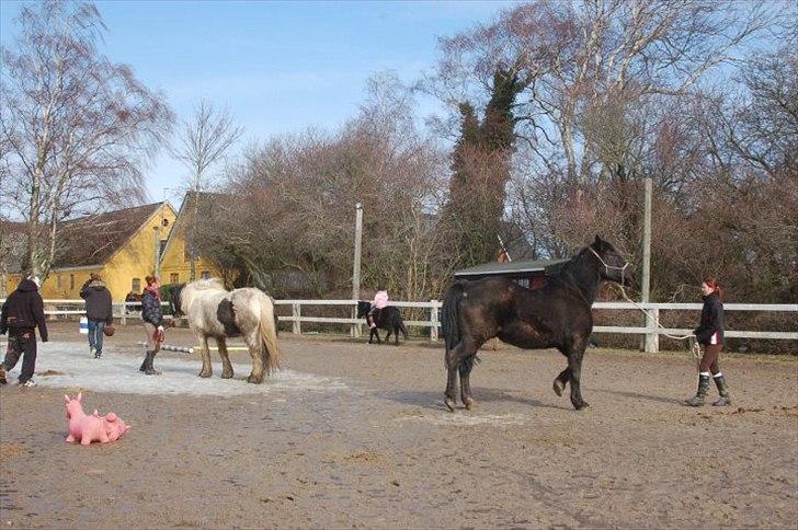 Anden særlig race Moonlight Shadow billede 10