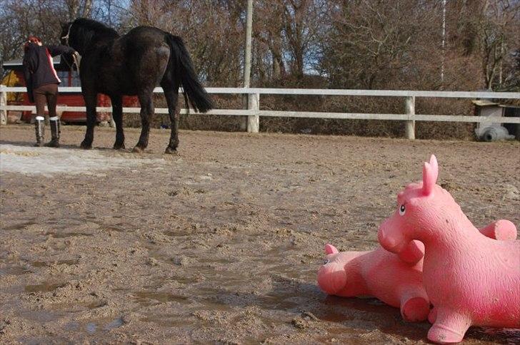 Anden særlig race Moonlight Shadow billede 11