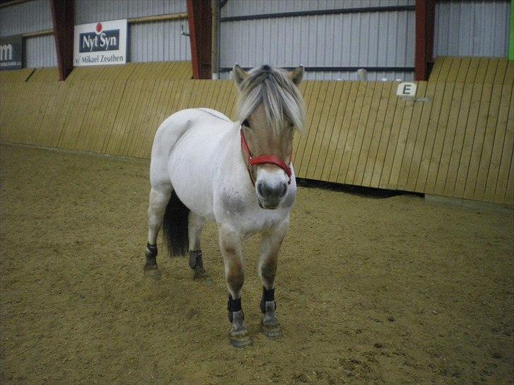 Fjordhest R. Hyracint (Solgt) - Tøsen til løsspring, har ingen billeder hvor hun springer. ingen støm på kamara .. billede 10