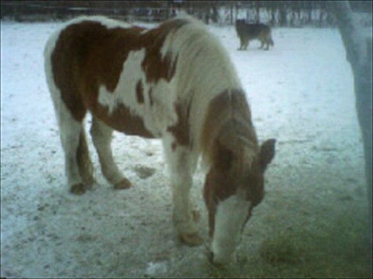 Pinto Tarzan billede 12