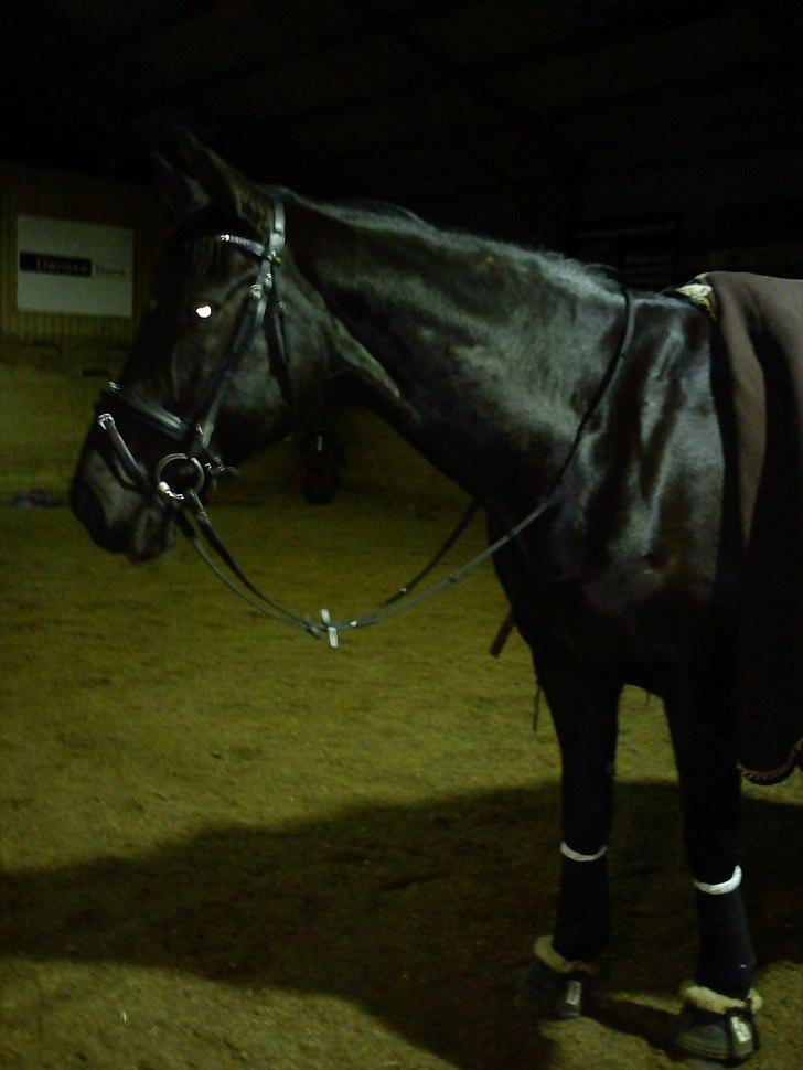 Hannoveraner Wivana R - Billede: Mig billede 12