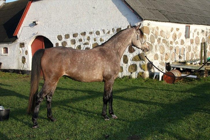 Arabisk fuldblod (OX) Ca Daimond (RIP) - Daimond 3 år billede 3