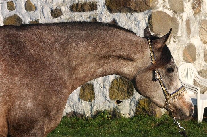 Arabisk fuldblod (OX) Ca Daimond (RIP) - Daimond 3 år billede 4
