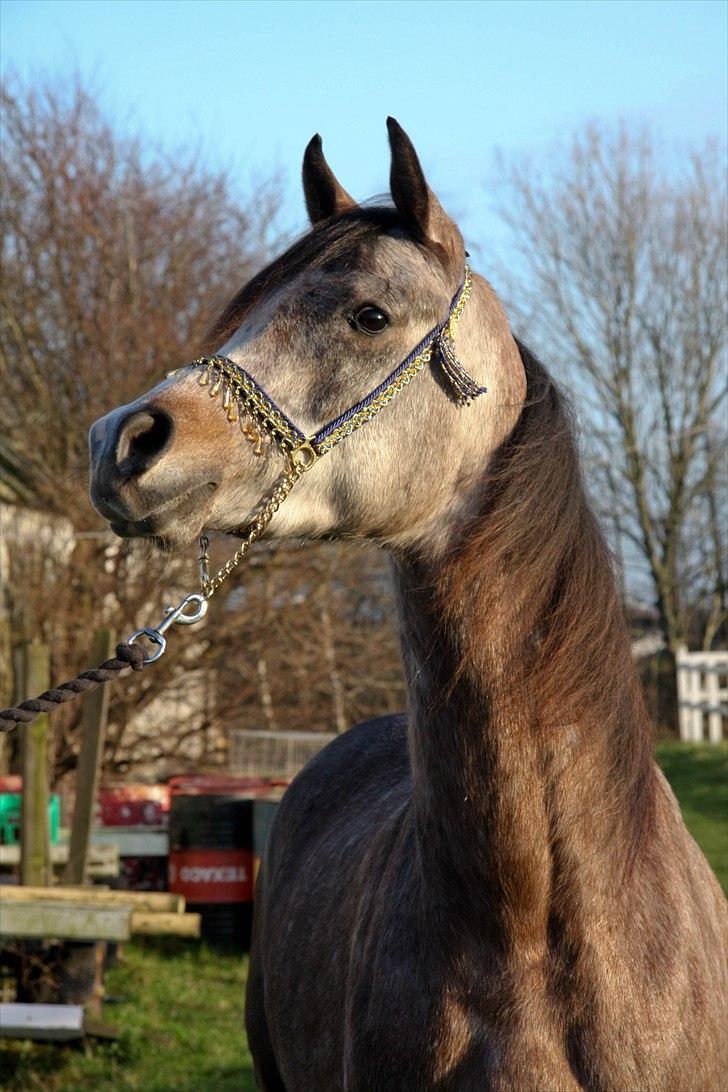 Arabisk fuldblod (OX) Ca Daimond (RIP) - Daimond 3 år billede 6
