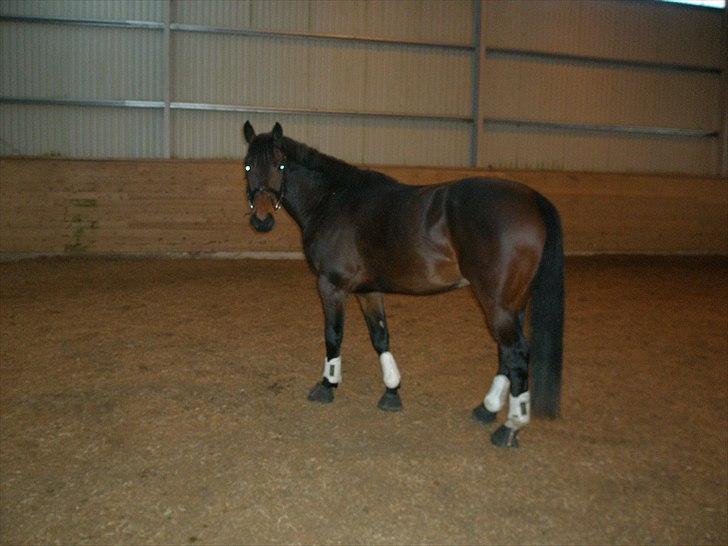 Oldenborg Skovgårdens Typhoon<3 [Himmel hest] - Rodeodyret der er løs i ridehuset<3 billede 16