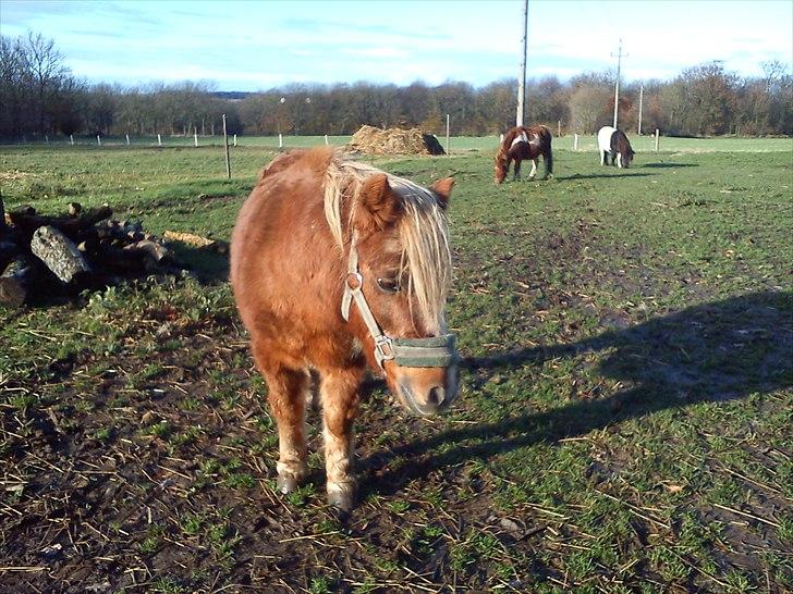 Anden særlig race Ringostar ( Rikke )<3 - vil elske dig lige meget hvad  billede 10