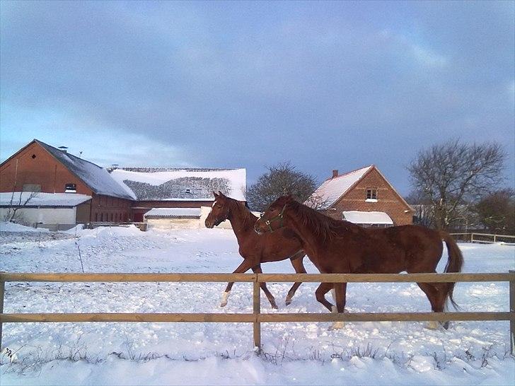 Dansk Varmblod Egehovedgårds Balder - dec. 2010 (Balder bagerst) billede 16