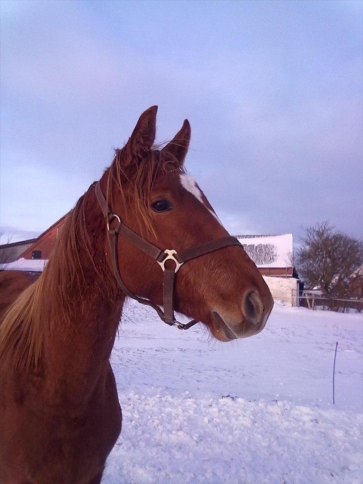 Dansk Varmblod Egehovedgårds Balder - dec. 2010 billede 14