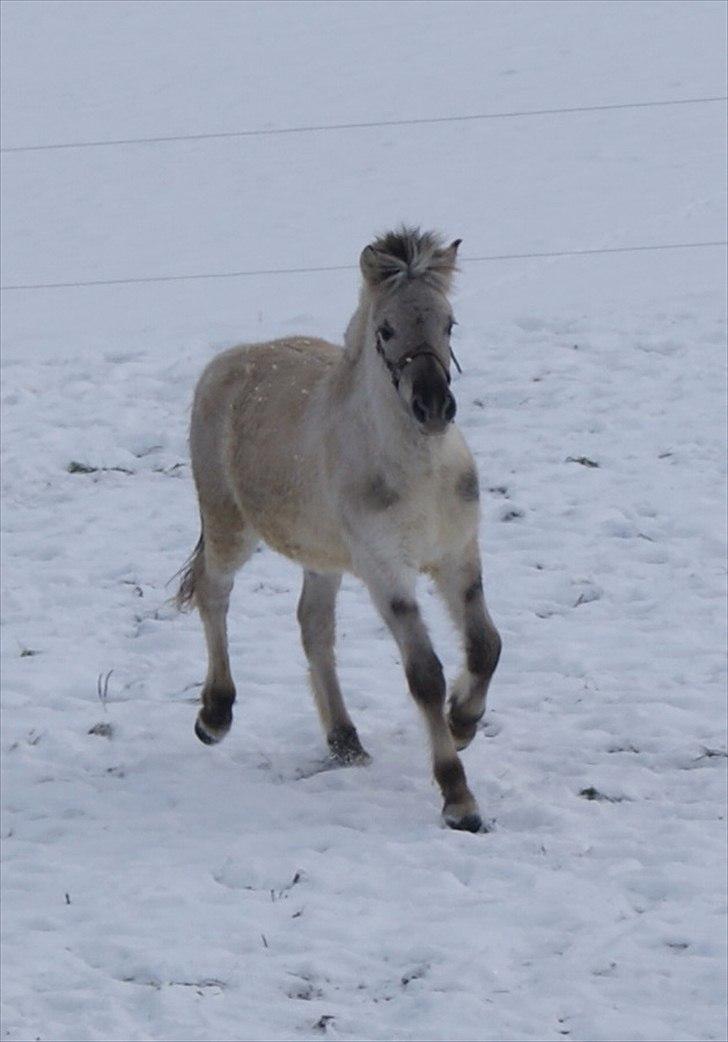 Fjordhest V. Linderup Piccaso - Lige flyttet fra mit trygge hjem, og ud på glat-is. Men det klarer jeg nu med stil;) billede 18