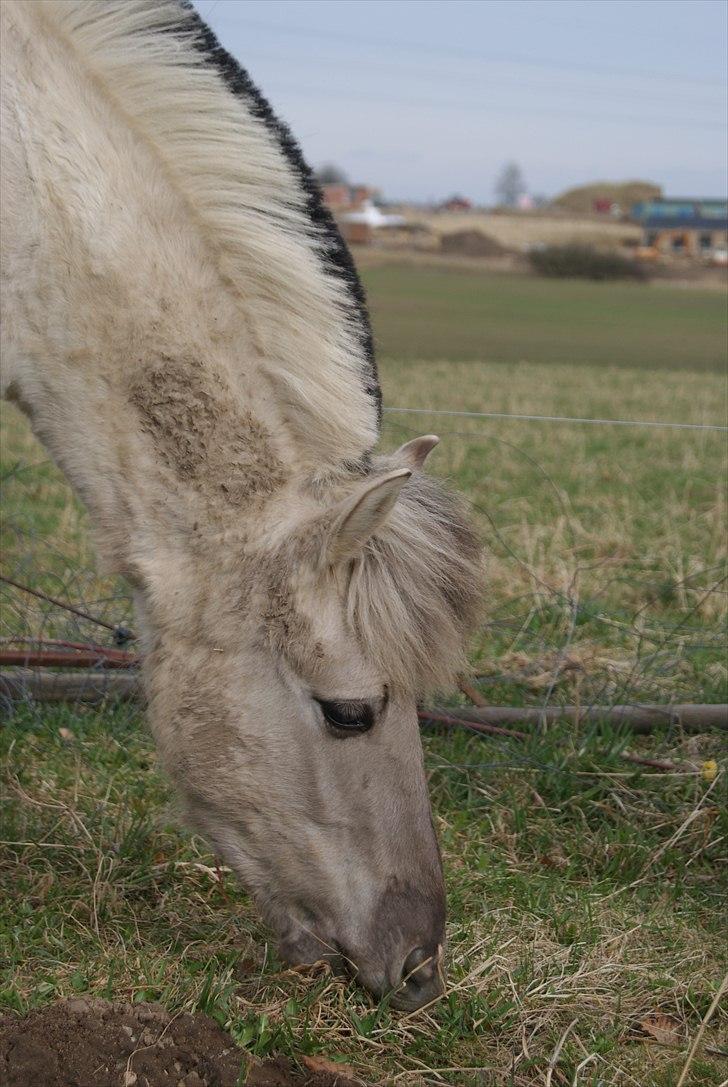 Fjordhest V. Linderup Piccaso billede 11