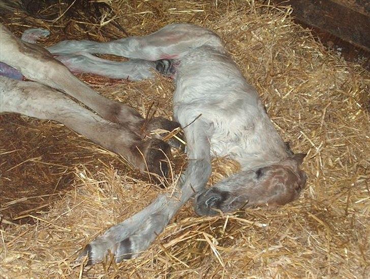 Fjordhest V. Linderup Piccaso - Velkommen til verden. Ganske få øjeblikke gammel :) billede 13