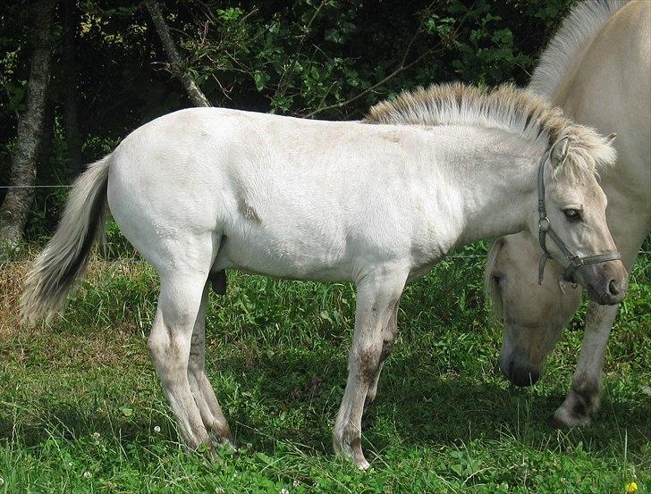 Fjordhest V. Linderup Piccaso - Anden gang vi besøgte ham. Præcis 3 mdr. gammel. billede 15