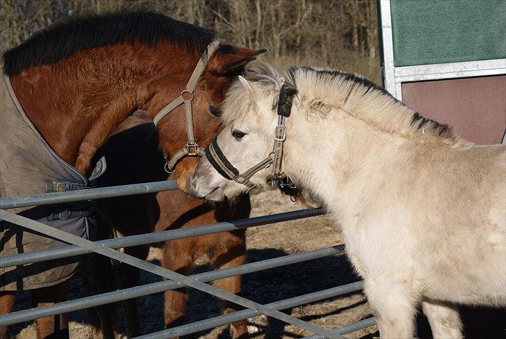 Fjordhest V. Linderup Piccaso - Møde med sine nye foldkammerater:) Alle var meget nysgerrige;) billede 8