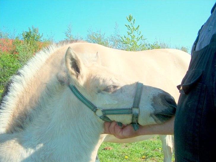 Fjordhest V. Linderup Piccaso - 6 dage gammel, og er allerede en sand nussetrold;) billede 14
