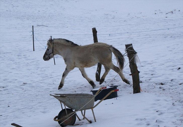 Fjordhest V. Linderup Piccaso - Hvem sagde fjordheste ikke havde noget gang? ;p Rigtig fin forsigtig-trav fra en 8 mdr. gammel Picasso:) billede 16