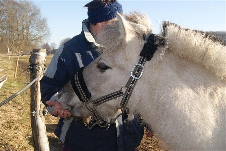 Fjordhest V. Linderup Piccaso - Jeg elsker at nusse! ;p billede 19