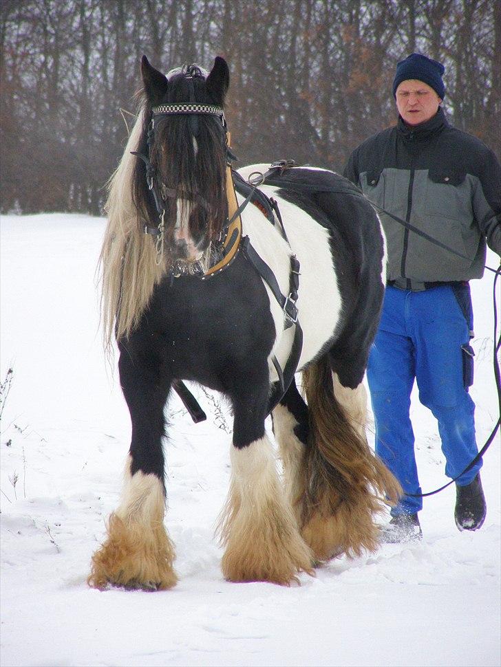 Irish Cob Ryan billede 17