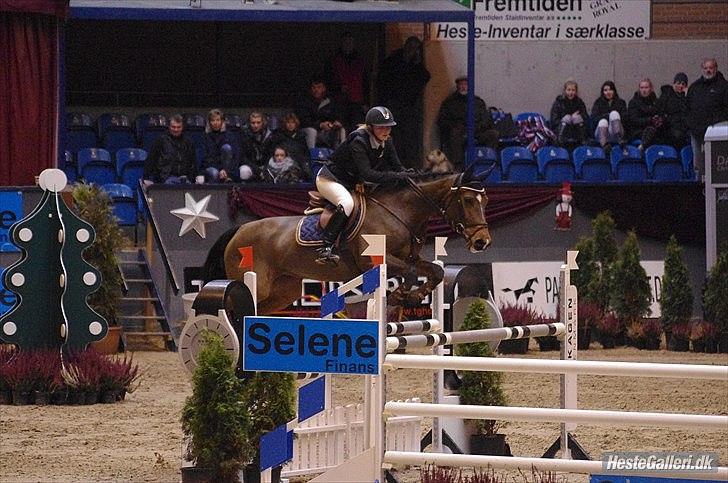 Belgisk varmblod Winny the Blue D'ive - Stjerne Winsen på borgen billede 11