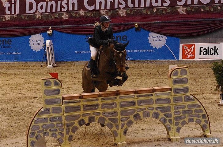 Belgisk varmblod Winny the Blue D'ive - Winnie <3 billede 12