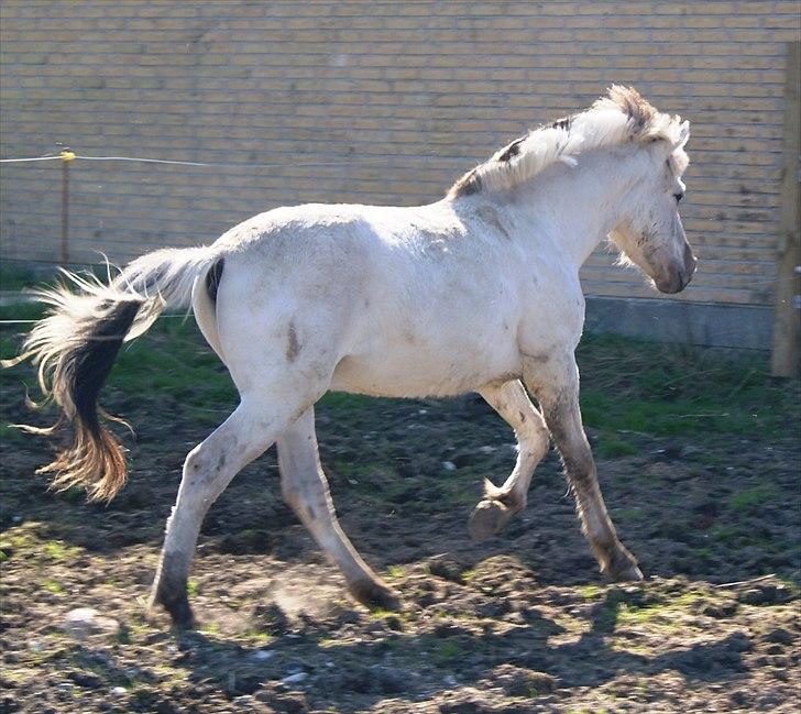 Fjordhest V. Linderup Piccaso - Lige en lille spilopmager galop efter Calle i løsdriften. billede 10