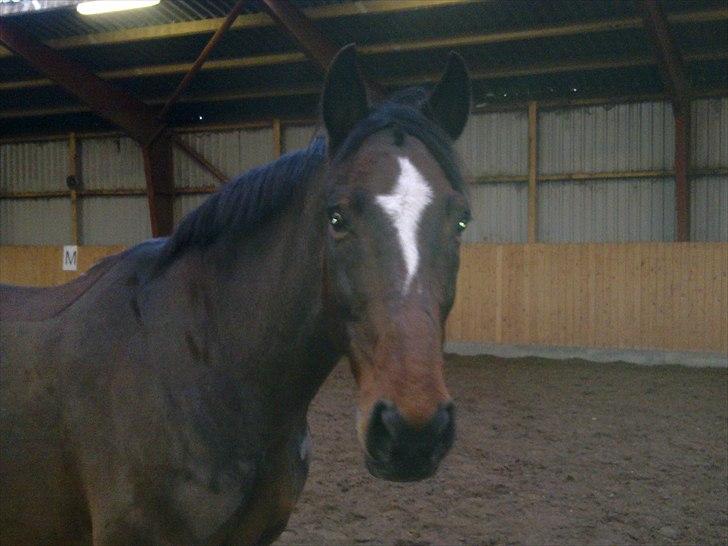 Anden særlig race Thito - Smukke dreng.. billede 1