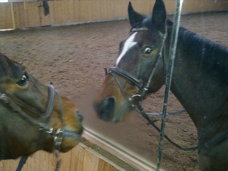 Anden særlig race Thito - Øh undskyld, men hva laver du dog der på ryggen af mig? :) billede 2