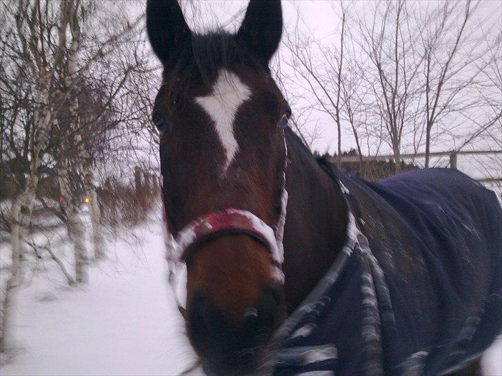 Anden særlig race Thito billede 6