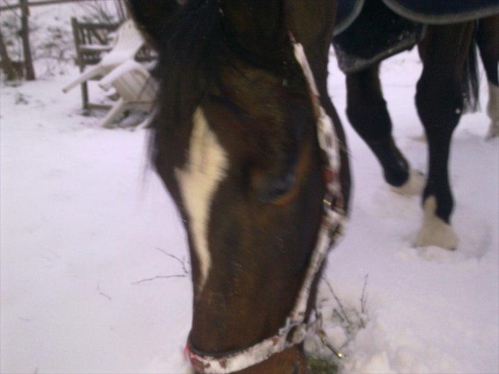 Anden særlig race Thito billede 7