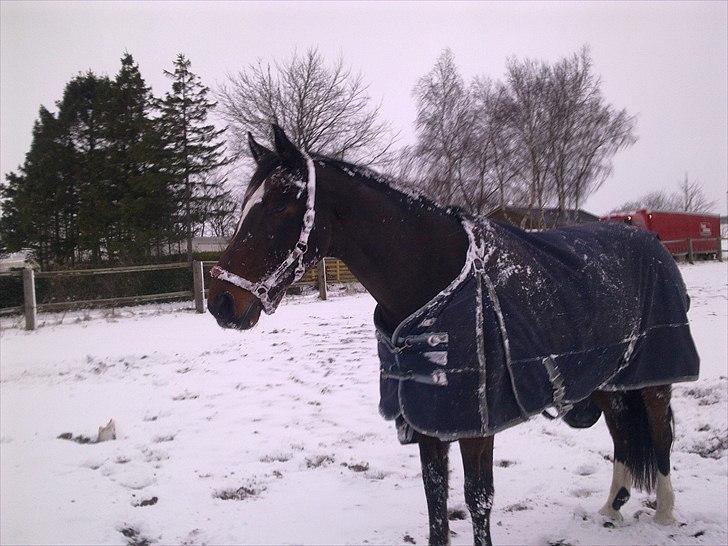 Anden særlig race Thito - Det er bare dejligt og rulle sig i sneen :) billede 8