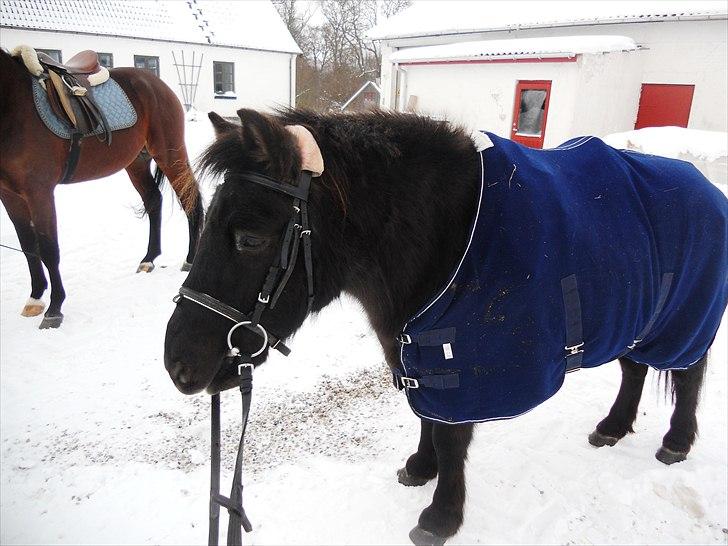 Anden særlig race Bonus billede 17