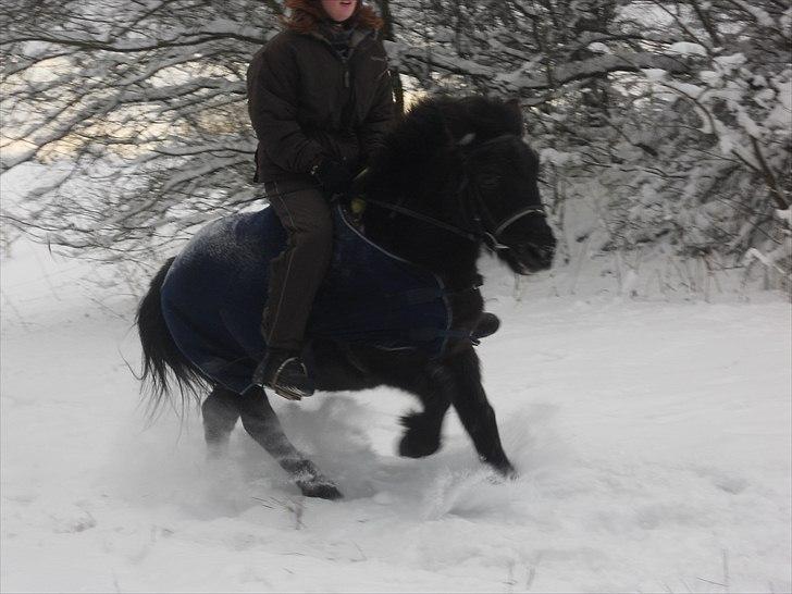 Anden særlig race Bonus billede 19