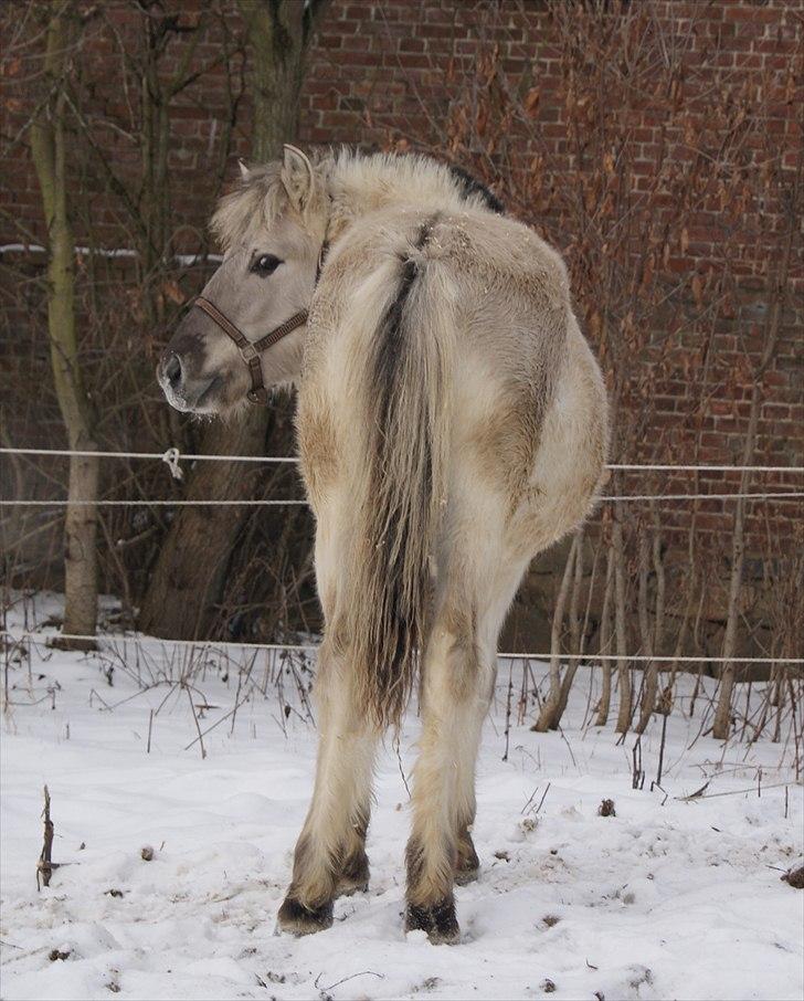 Fjordhest V. Linderup Piccaso - Lækker røv, ikk? ;p Når enden er god, er alting godt! :D billede 20