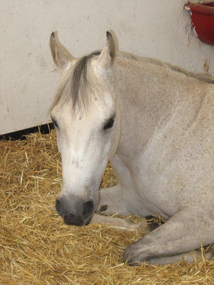 Arabisk fuldblod (OX) Ca Zafir billede 2