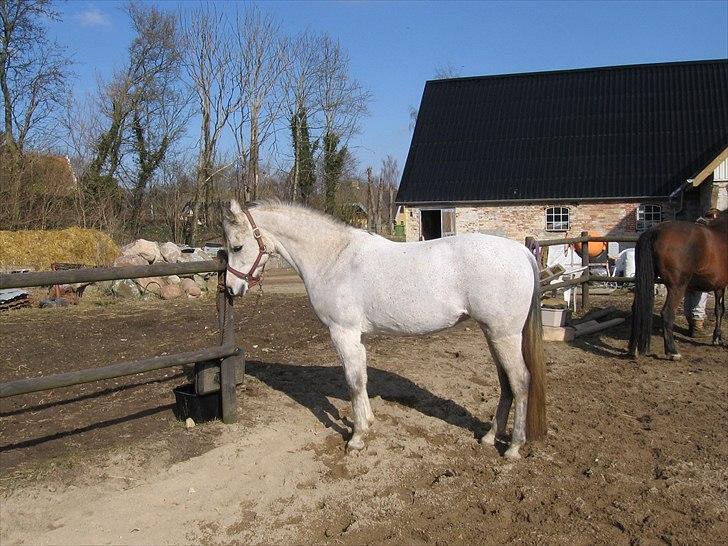 Arabisk fuldblod (OX) Ca Zafir billede 5