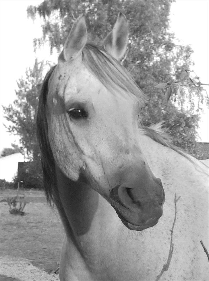Arabisk fuldblod (OX) Ca Zafir billede 7