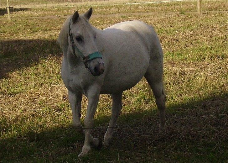 Tysk Sportspony Tasja - søde sommer pony billede 6