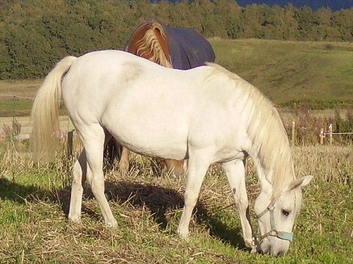 Tysk Sportspony Tasja billede 7