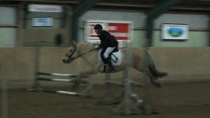 Fjordhest Rico *X-Part* - LD d. 05/03 2011 billede 17